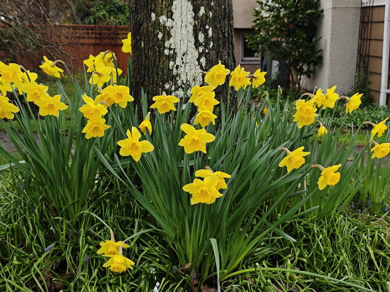 70+老华侨大姐，乳腺癌晚期，她应该选择在温哥华还是国内治疗?现在她2岸都试过