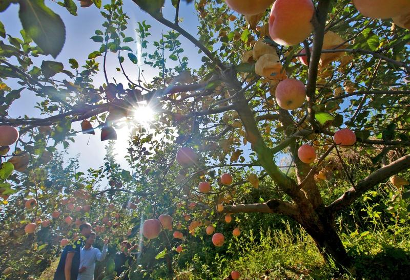 现在有一种“宝藏水果”可太值得吃了，它有着5大养生功效，错过简直亏大！就拿苹果来