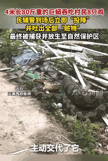 太尴尬了！云南西双版纳，一条4米长、比手臂还粗的巨蟒，溜进村民家中，一连吞下8只