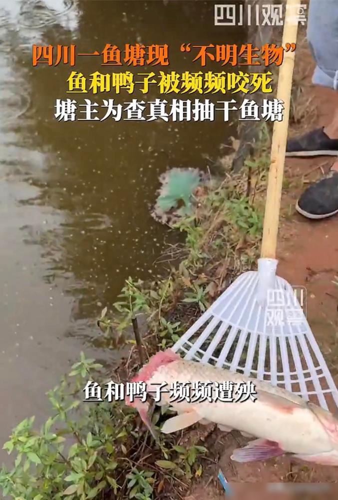 宜宾一鱼塘内现“不明生物”，鱼和鸭子频频被咬死，塘主为查真相抽干鱼塘：以往每年能
