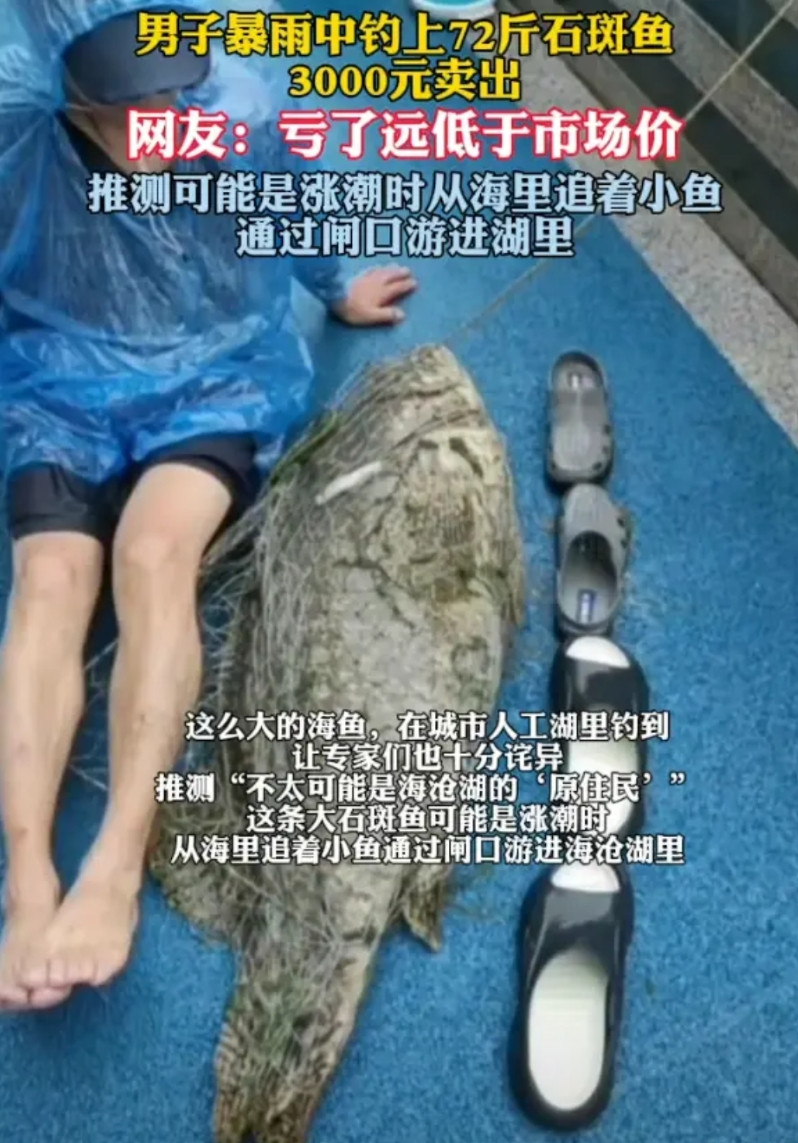 “亏死了！”福建厦门，男子在暴雨天中钓上一条72斤的石斑鱼，体型达到了半个成年男
