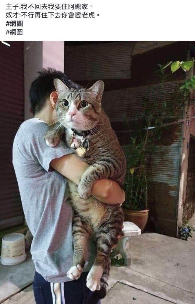 所以猫为什么这么大