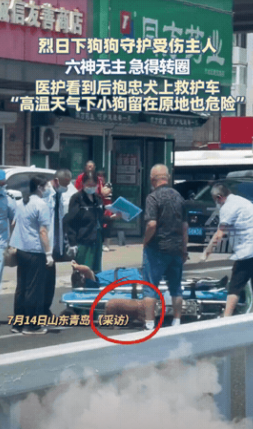 太有灵性了！山东青岛，男子受伤后躺在大街上动不了，他养的泰迪犬急坏了，就在旁边趴