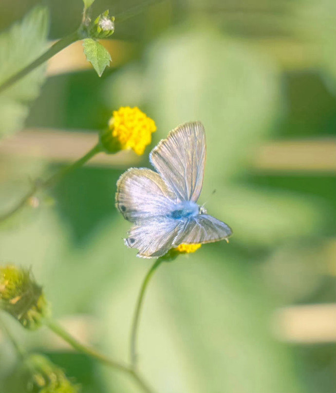 “一春无事，只为花忙…”