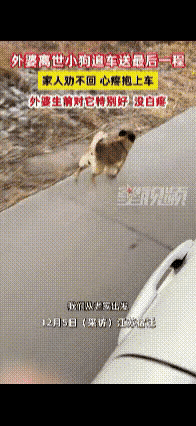 万物都有灵性！江苏宿迁有个女子，送外婆去火化的路上，发现家里养的小狗使劲追着车跑