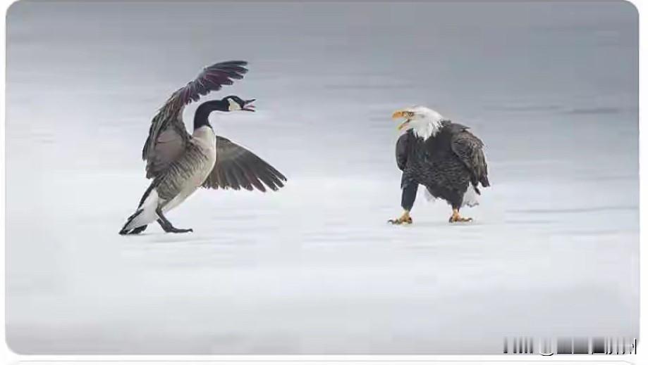 果然加拿大人，也不是吃素的，立马发了一张照片，来反击白宫……从画面上来看