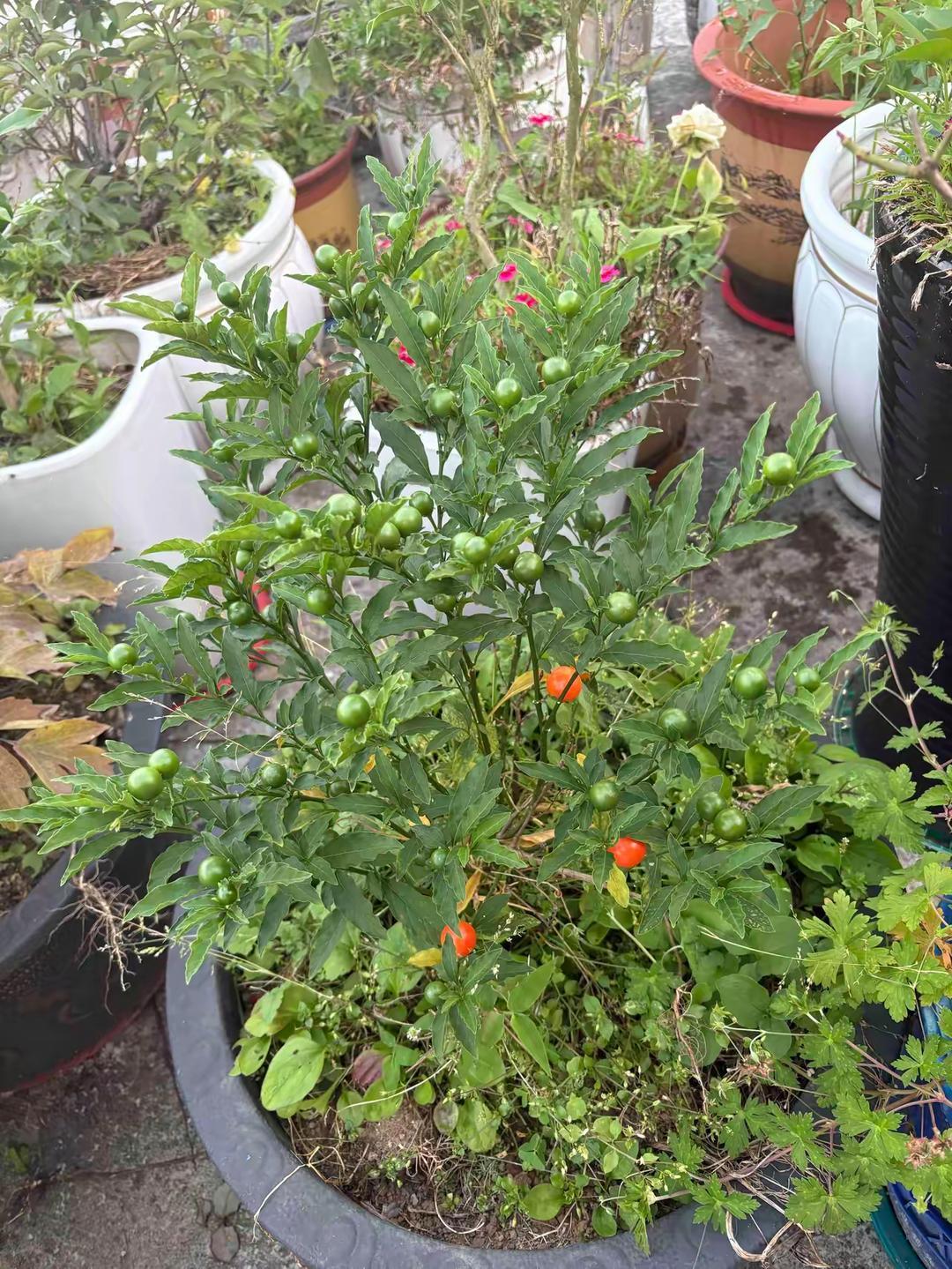 我今年53岁，和老公分开15年了，不打视频不聊天不见面，谁也不打理谁的那种，他在