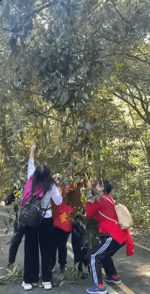 这棵树可遭老罪了，本来长在旅游景区里，以为可以安然无恙，结果偏偏遇到了克星。