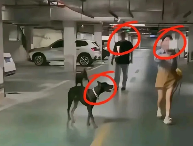 大家可以讨论一下，那些养烈性犬的有几个好人？我先说我的观点，养烈性犬的基本没有