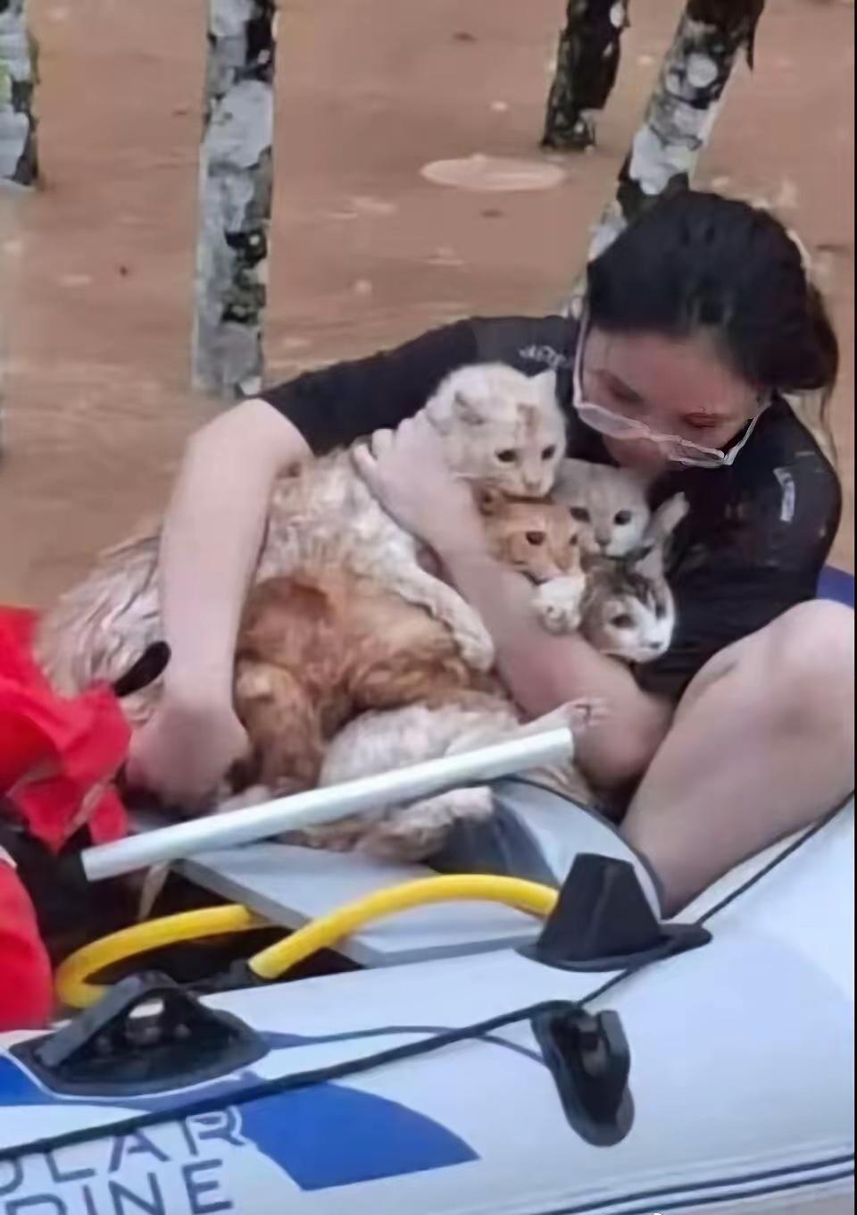就一张图：洪水里，小女孩抱着全部小猫。​她弓着腰，怀里挤着好几只猫，有的趴肩膀