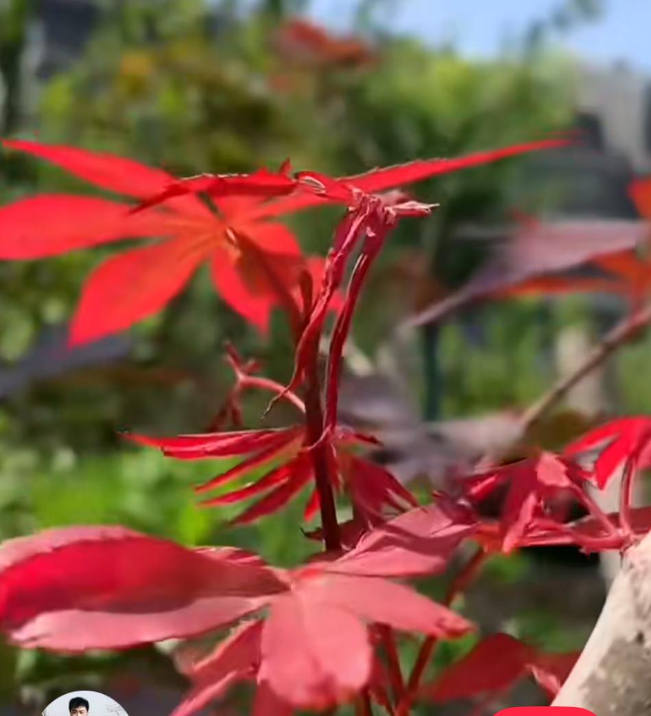 北京二手房交易中的“两个百分比”，或揭开了当前楼市隐藏的真相？今天看到一组关