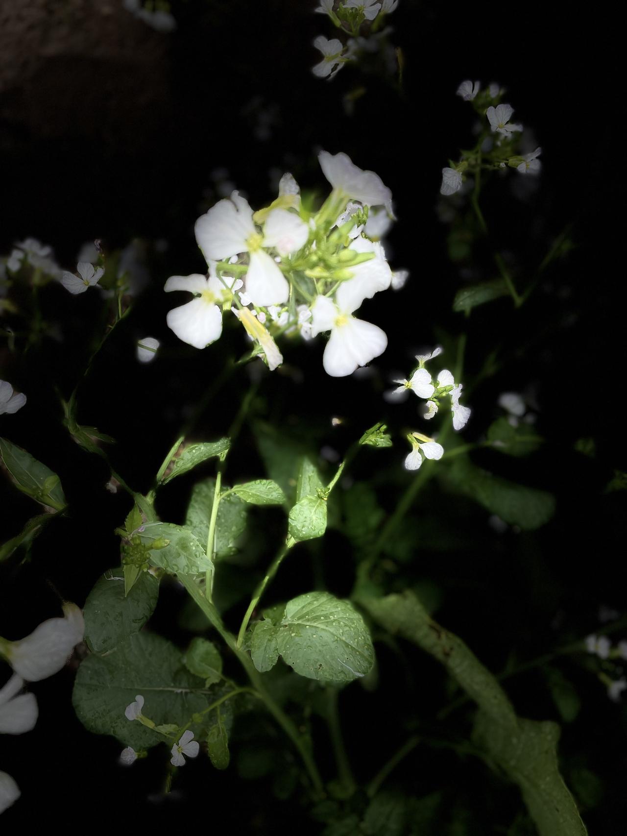 见过萝卜开花吗？它是那么洁白无瑕香气扑鼻