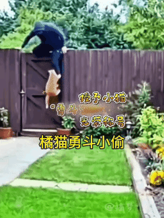 正晒着太阳打盹儿呢，我家那只小橘猫瘫在院子里懒洋洋地眯着眼。冷不丁隔壁栅栏"