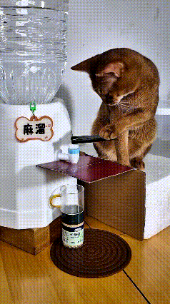 这个视频我看了好几遍，看完真是佩服这只小猫，这本事简直太神了。主人本来想试试，