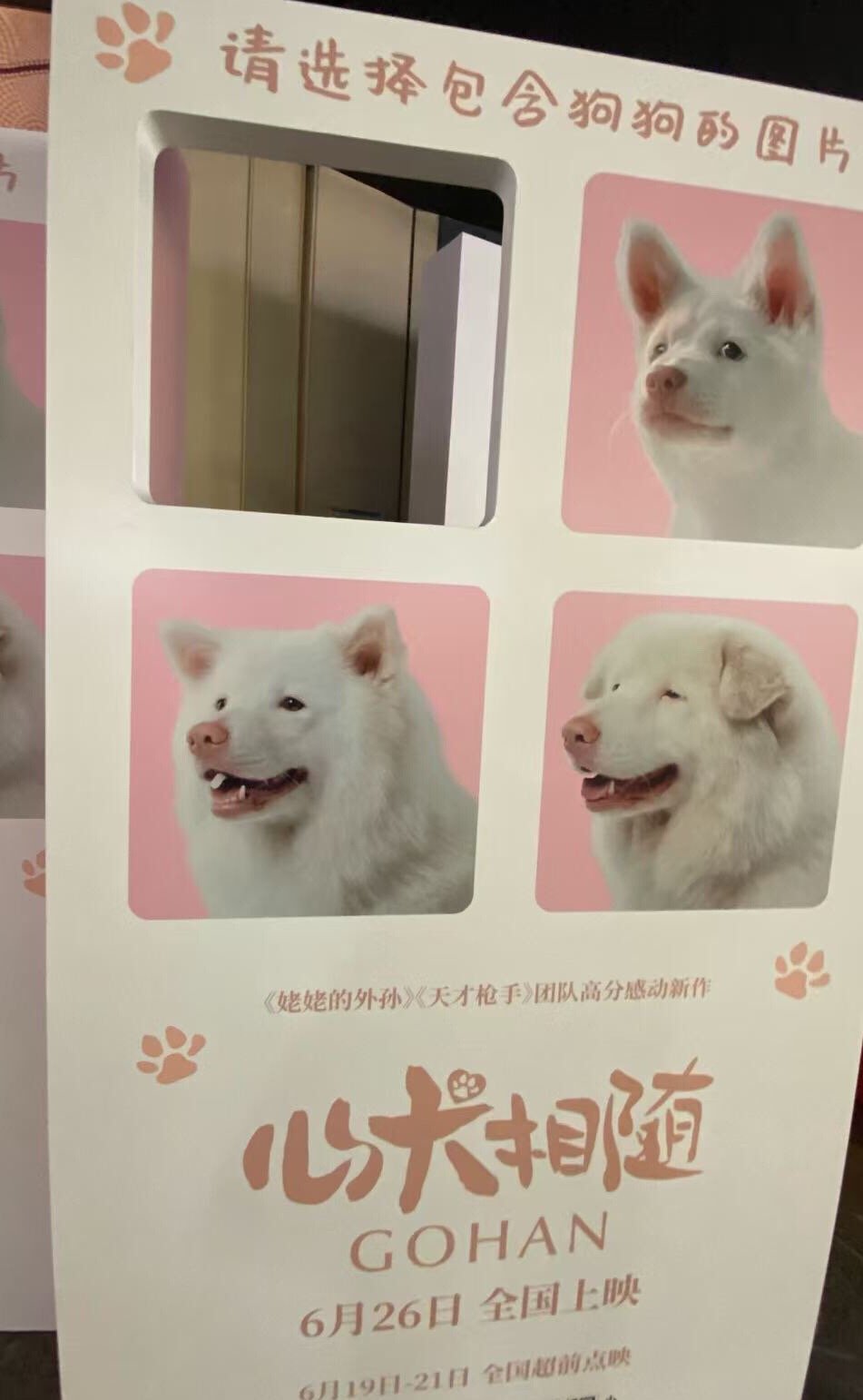 心犬相随（2026）我的评分：电影心犬相随治愈力和共情力往往是相伴而生的。因