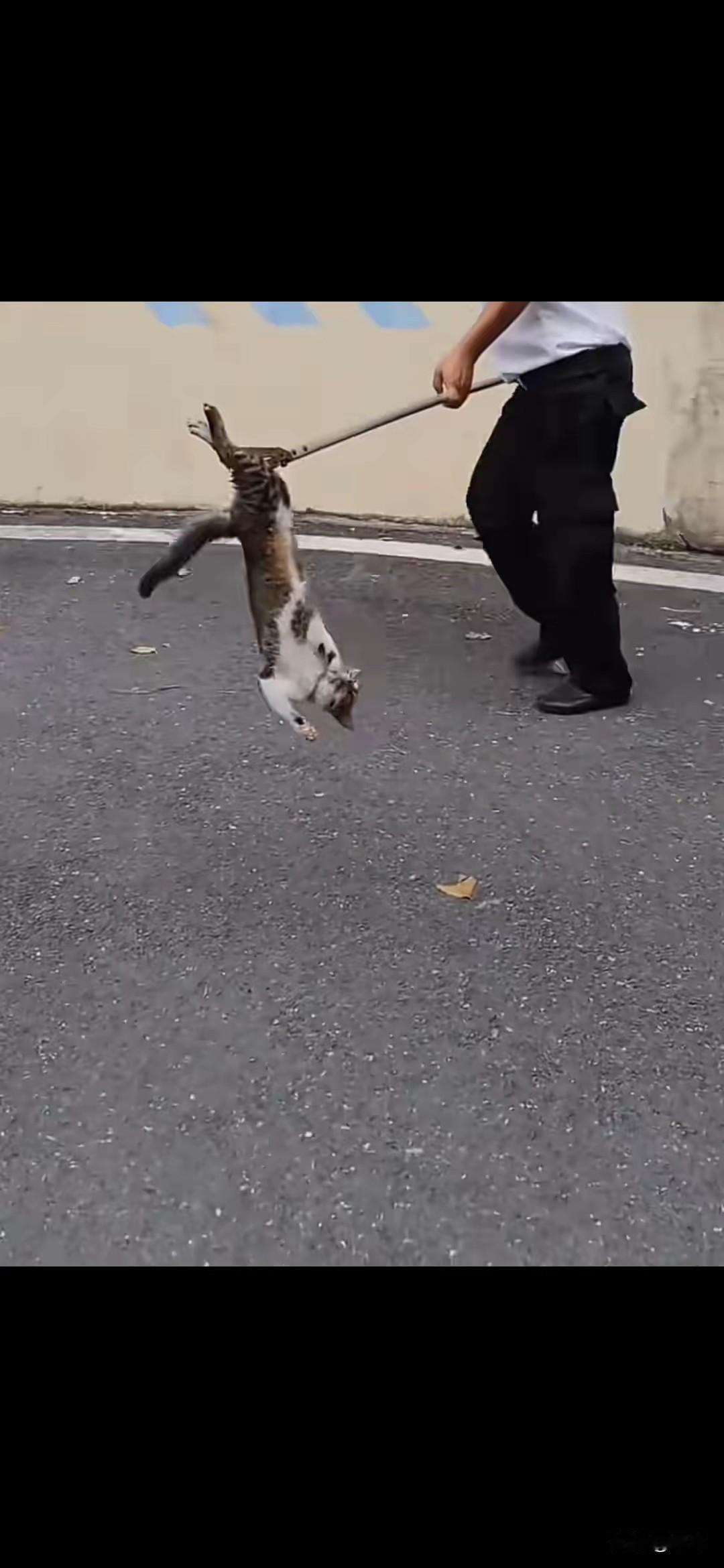 太可怜了，一只可怜的流浪猫生活在一个小区里，最近因为业主投诉说流浪猫太吵了，结果