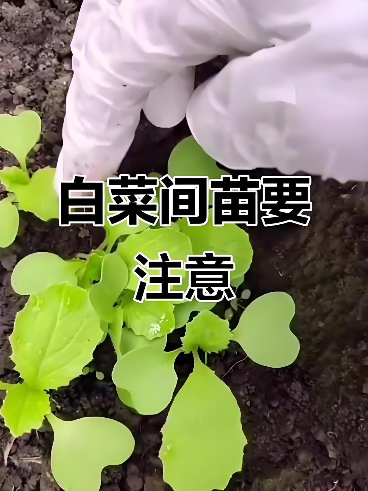 秋白菜间苗几次？怎么间苗？秋白菜一共分三次间苗，千万不要一次性留足苗，小苗扎堆