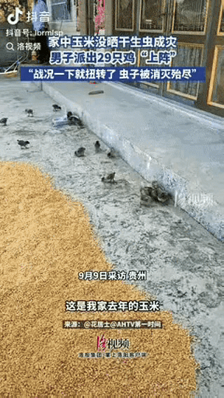 人咋能这么聪明！贵州一位大哥，因玉米没晒干，导致生虫，而且数量庞大，爬满家门