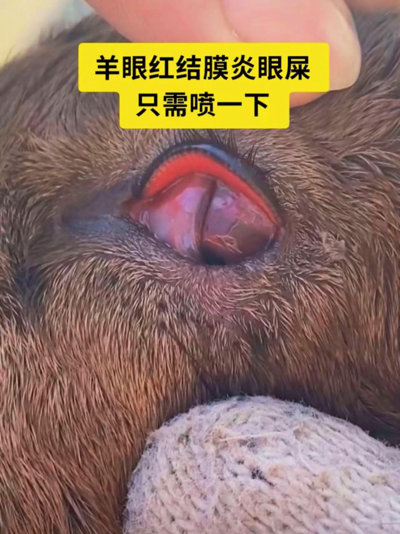 养羊人农村养羊牛羊养殖