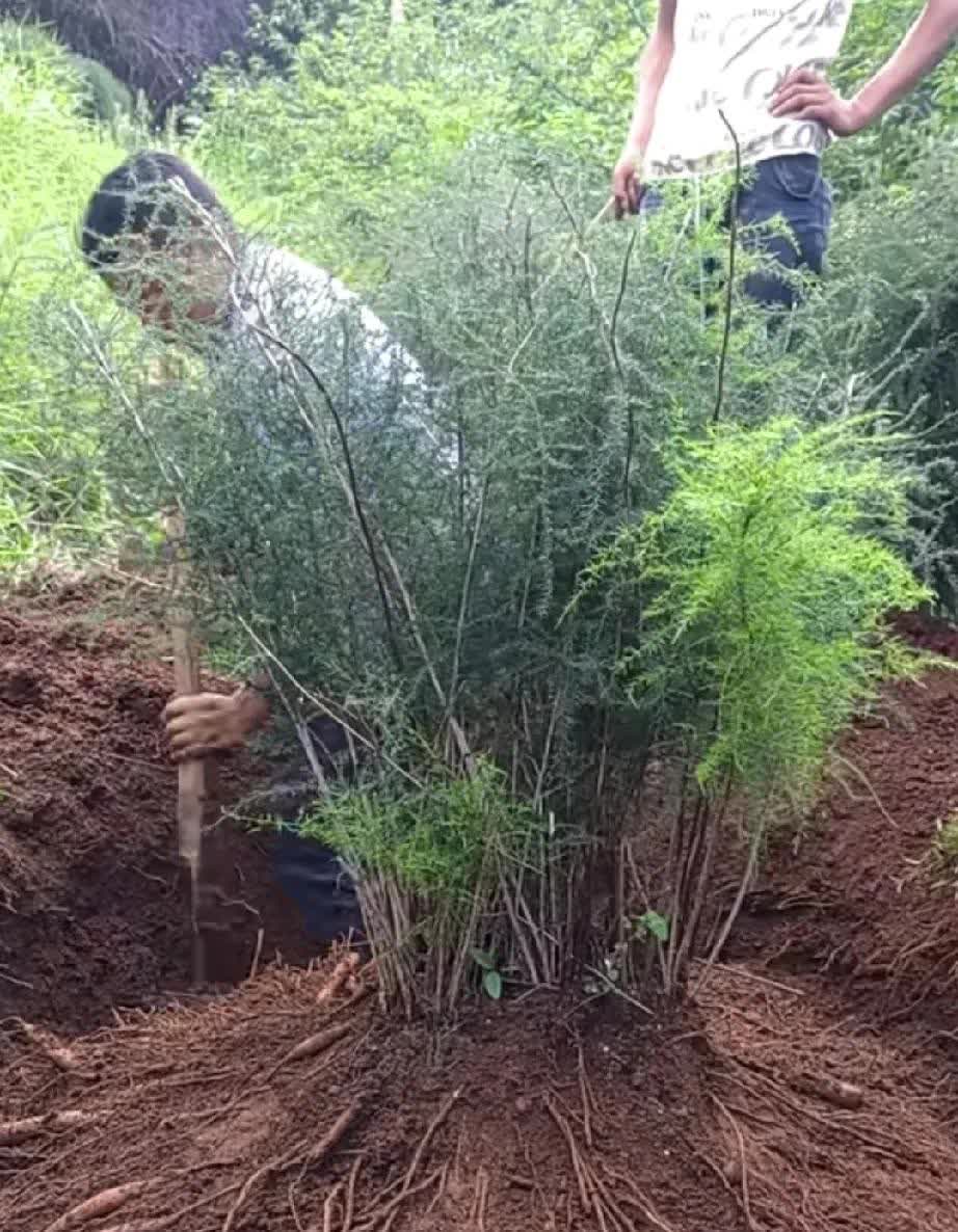 广东清远，有一名男子驾车回清远看望父母，中途发现有人在山边围观着挖一棵植物，于是