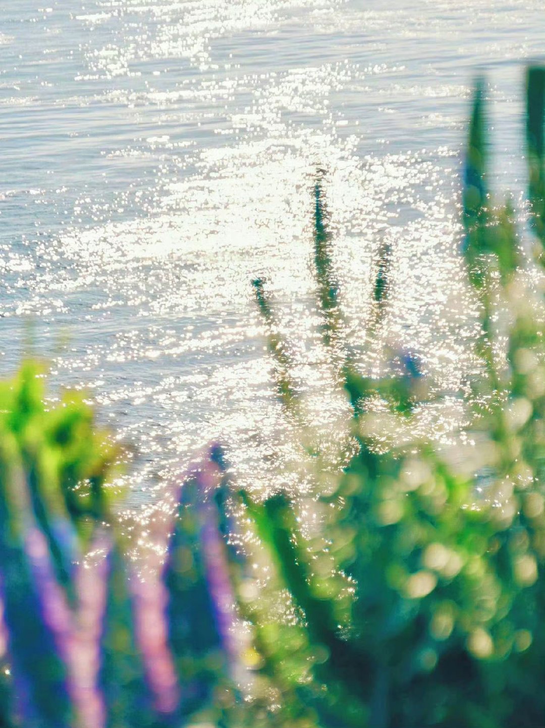 岁月清浅，花草温柔，大海浪漫，人间值得​​​