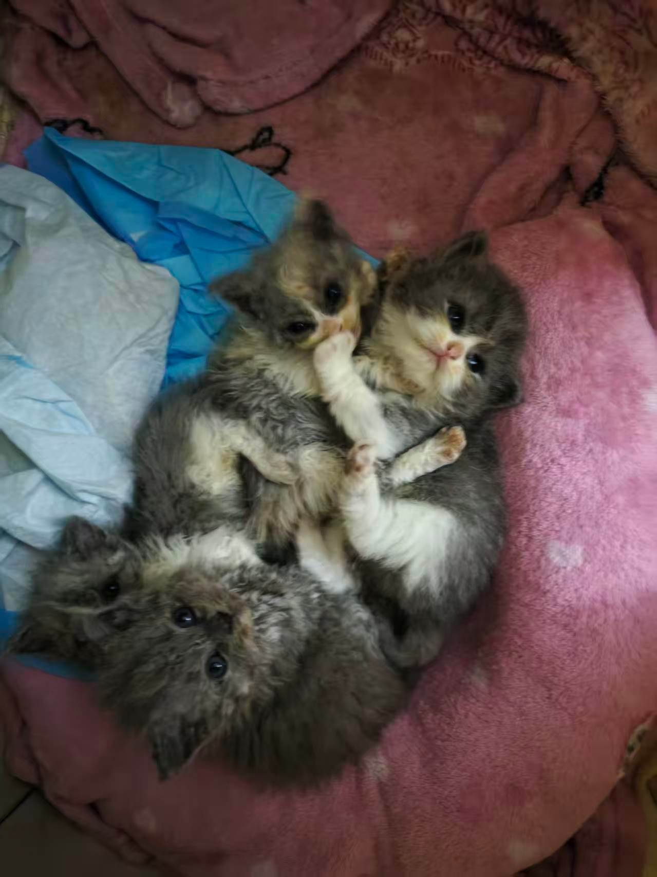 坏消息是五只猫猫里有一只夭折了好消息是其他四只长大了一些