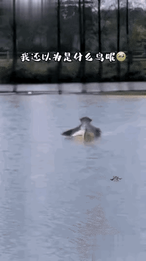 这太神奇了，一定要看完，你会猜错的。看到最后才知道是风筝。