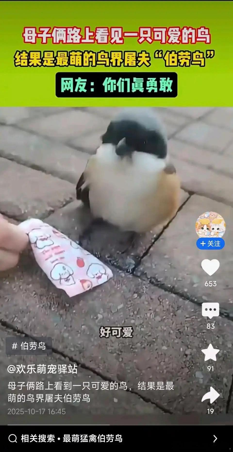 伯劳鸟：怎么回事，他们都不怕我的吗​​​