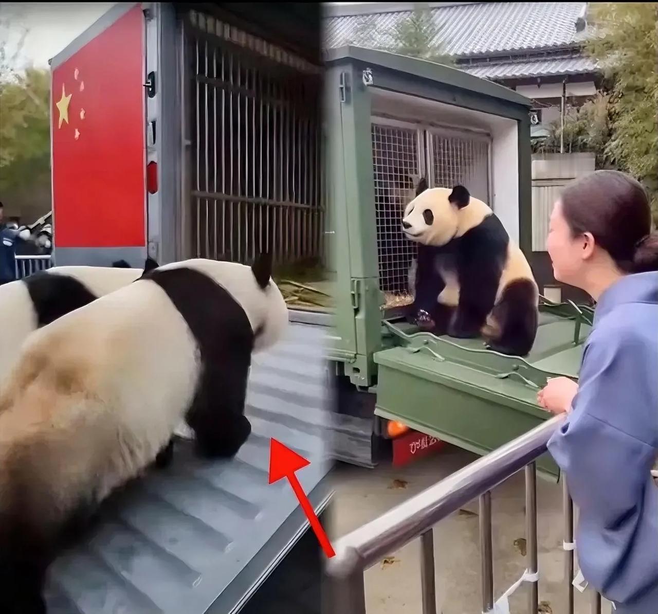 大熊猫晓晓蕾蕾回国名场面这步伐刻满归心似箭！上野动物园十万人含泪送行，