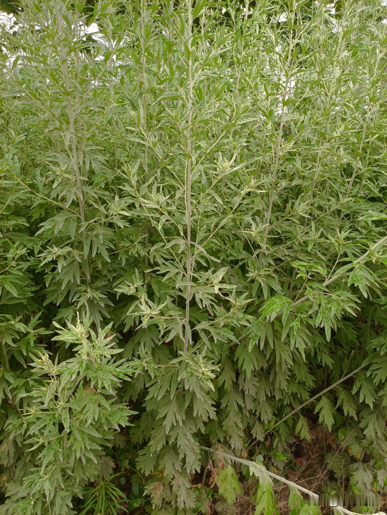 咱先说说离家远的“好”：1.真能锻炼人，逼着孩子长大。在家的时候，衣服妈
