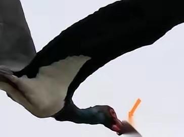 揪心！武汉黑鹳嘴被箍死无法进食，同伴陆续迁徙只剩它独自挣扎武汉一只国家一级保