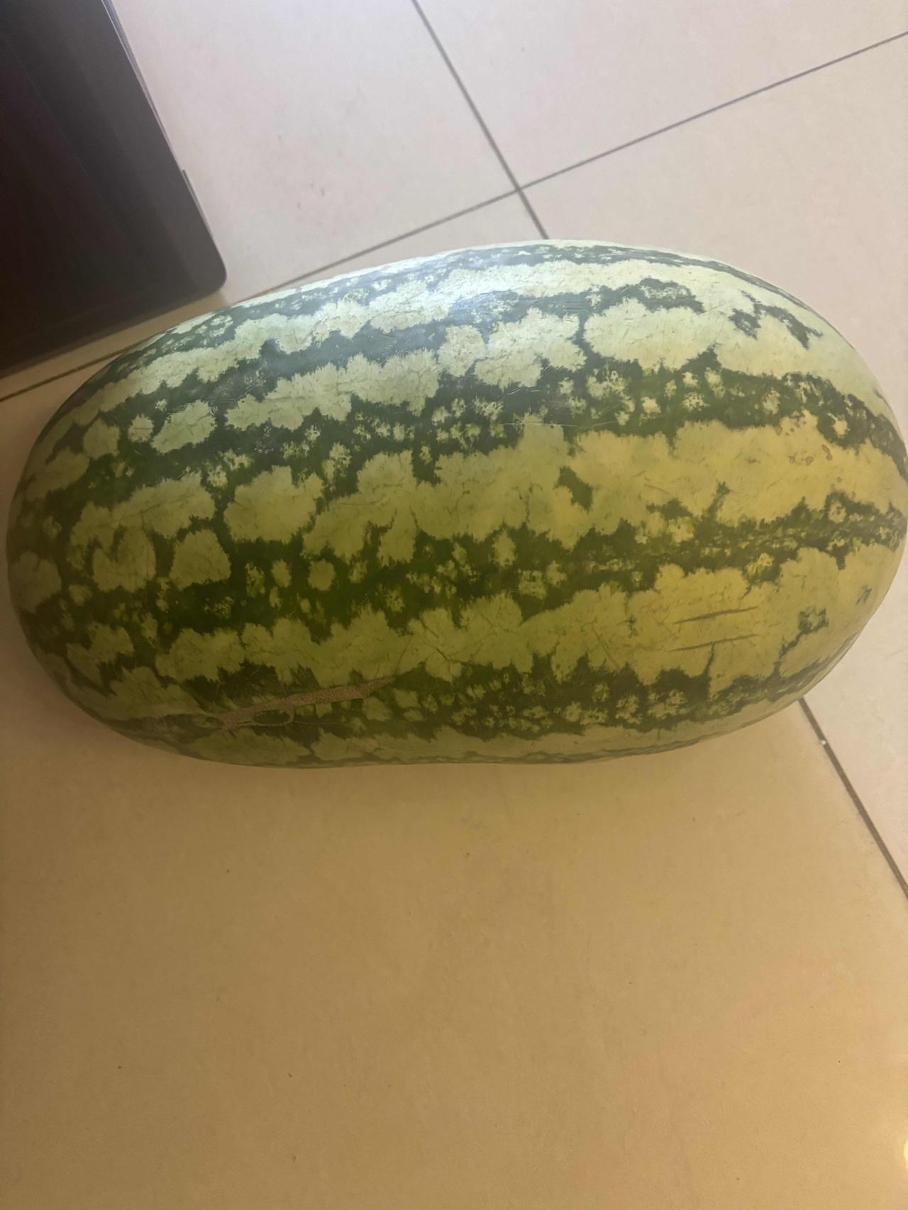 新疆的西瓜价钱终于下来了！这两天新疆维吾尔自治区乌鲁木齐市的西