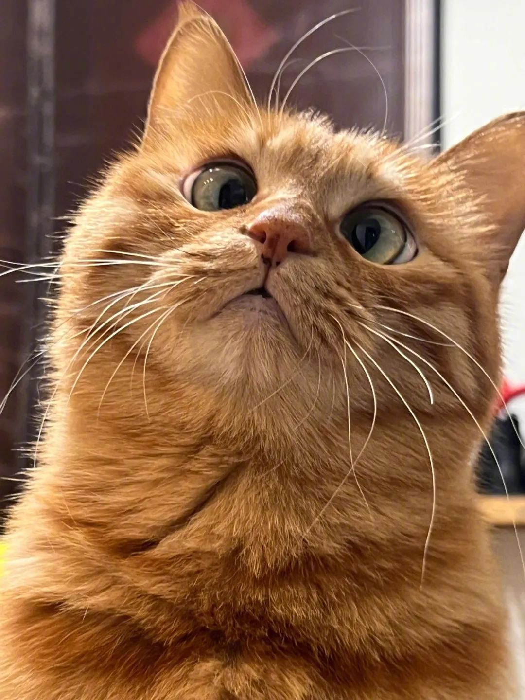 这个世界不能没有小猫小猫治愈世界