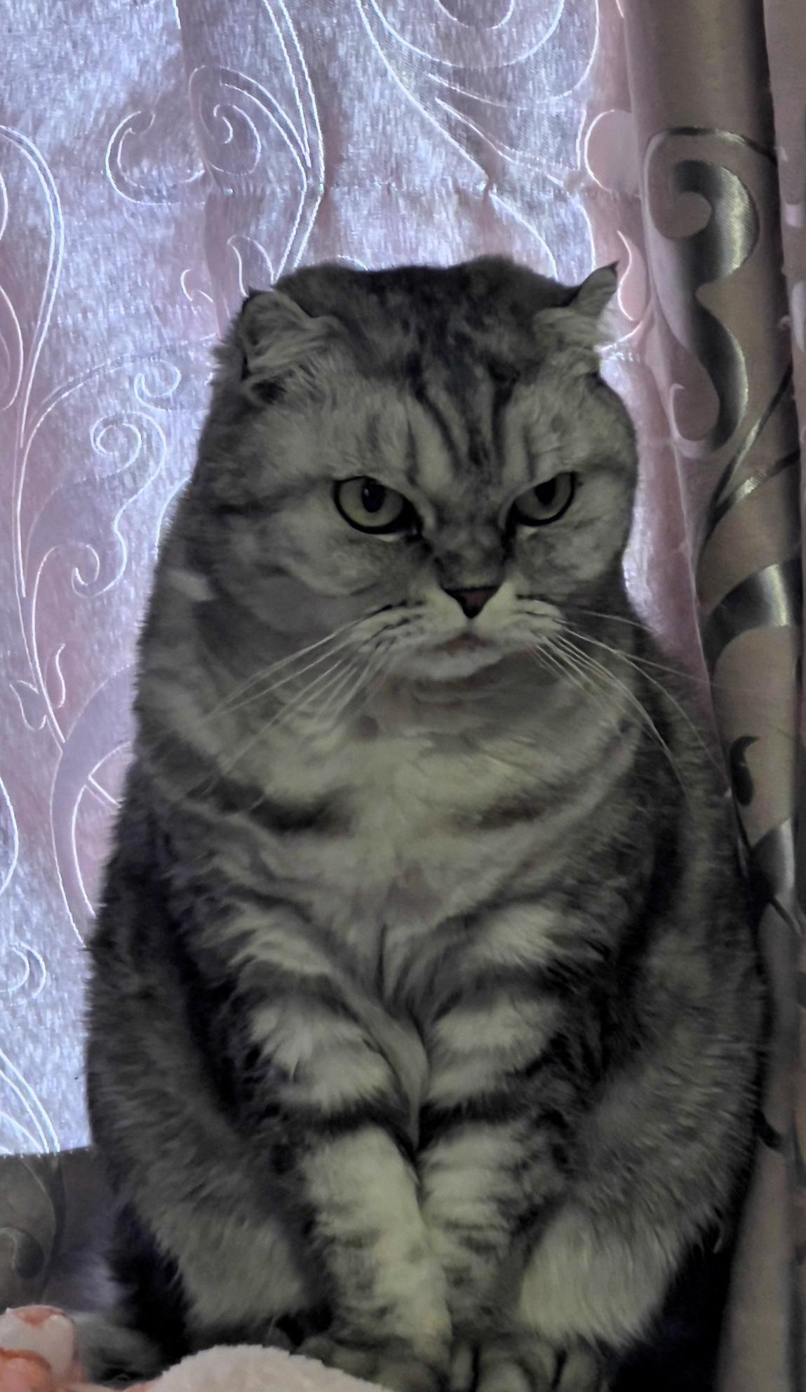 “高冷猫咪，谁敢惹我？”😈🐱💅