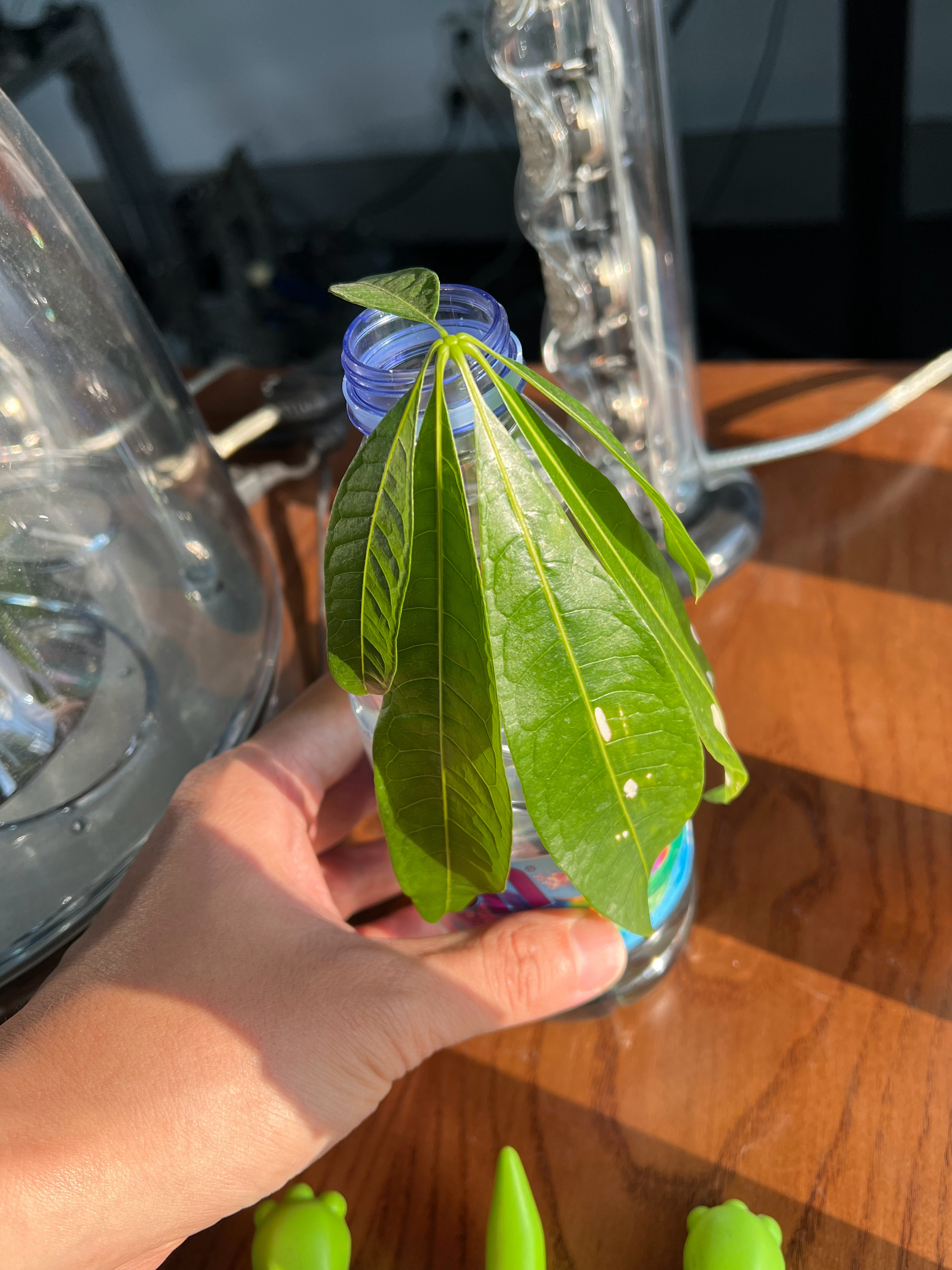 这片叶子好神奇，已经放了两三个月了也没黄，但是也没生根天津·中国天津自由贸易试