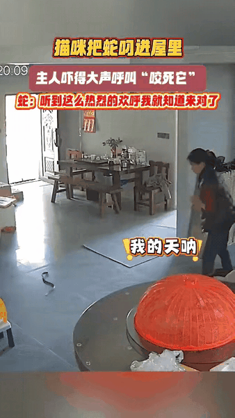 一位女士养的狸花猫出门溜达一圈，回来竟然叼回来一条活蛇！女主人当时正背对着屋子