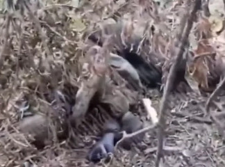 终于知道我军逐渐减少的原因了……原来都躲在这里。近日俄伞兵拿下了苏梅一处乌军防