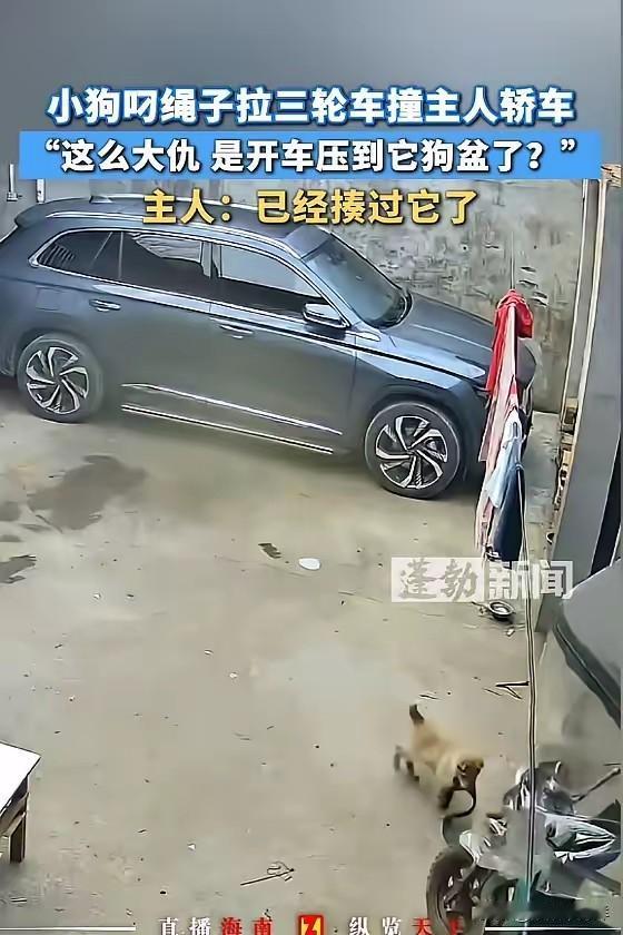 “笑不活了！”2月5日，河南新乡，一男子因为小狗调皮，早上的时候揍了它一顿，小狗