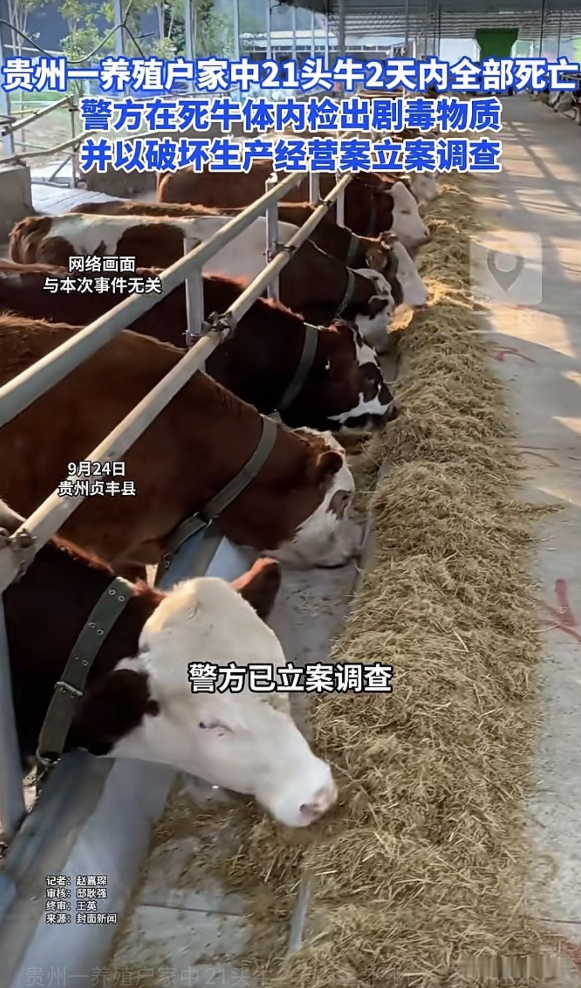 贵州，男子大字不识，他花20多万，买下16头小牛犊，眼看养大换钱，牛儿突然全都死