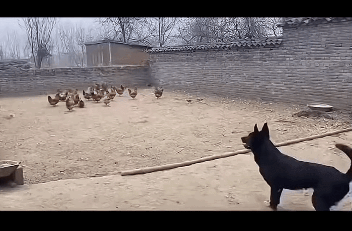 降服老鹰只需一只中华田园犬！👍稳准狠快，一招制胜！👍看家护院牛！👍