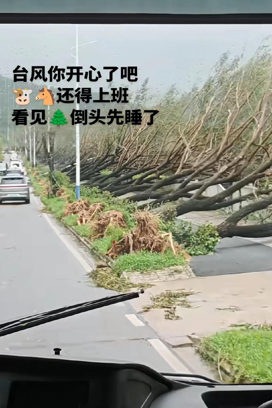 台风还没到家门口，树已经安安稳稳躺下了，等台风过后再种回去还能活吗？这些都是后