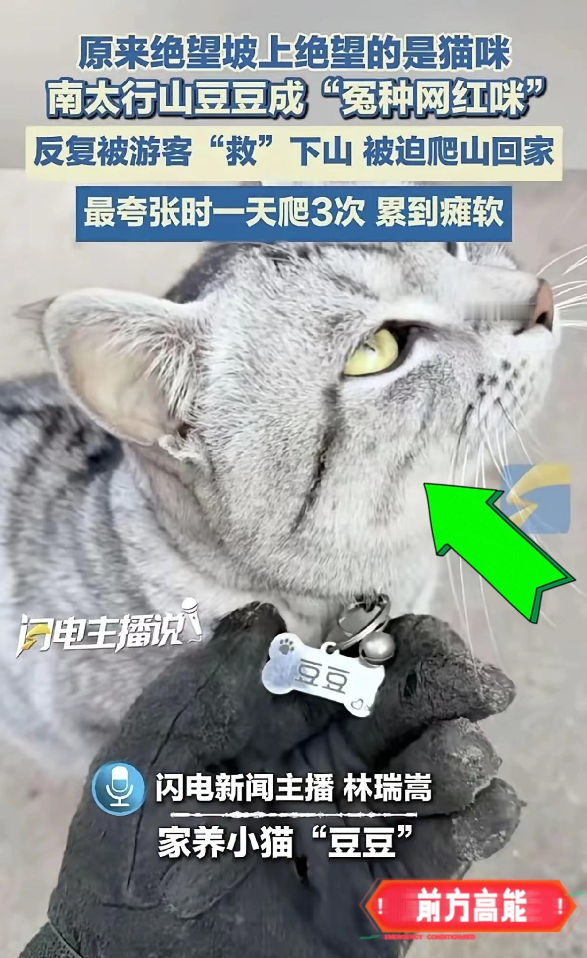 现实版“扶老太太过马路”，太行山上的冤种网红猫跑到绝望：我谢谢你无处释放的爱心咧