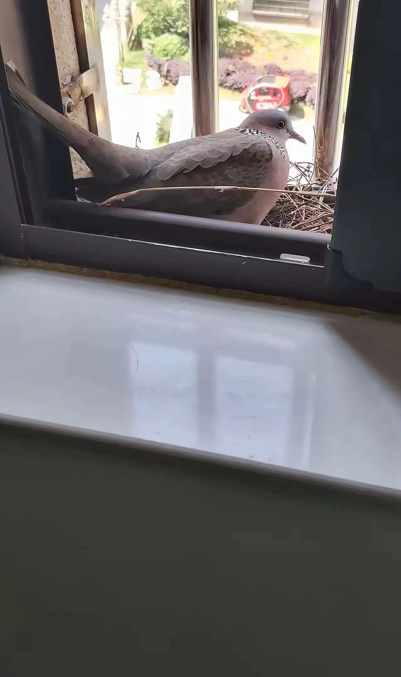 见识一下什么叫真正的鸽子蛋