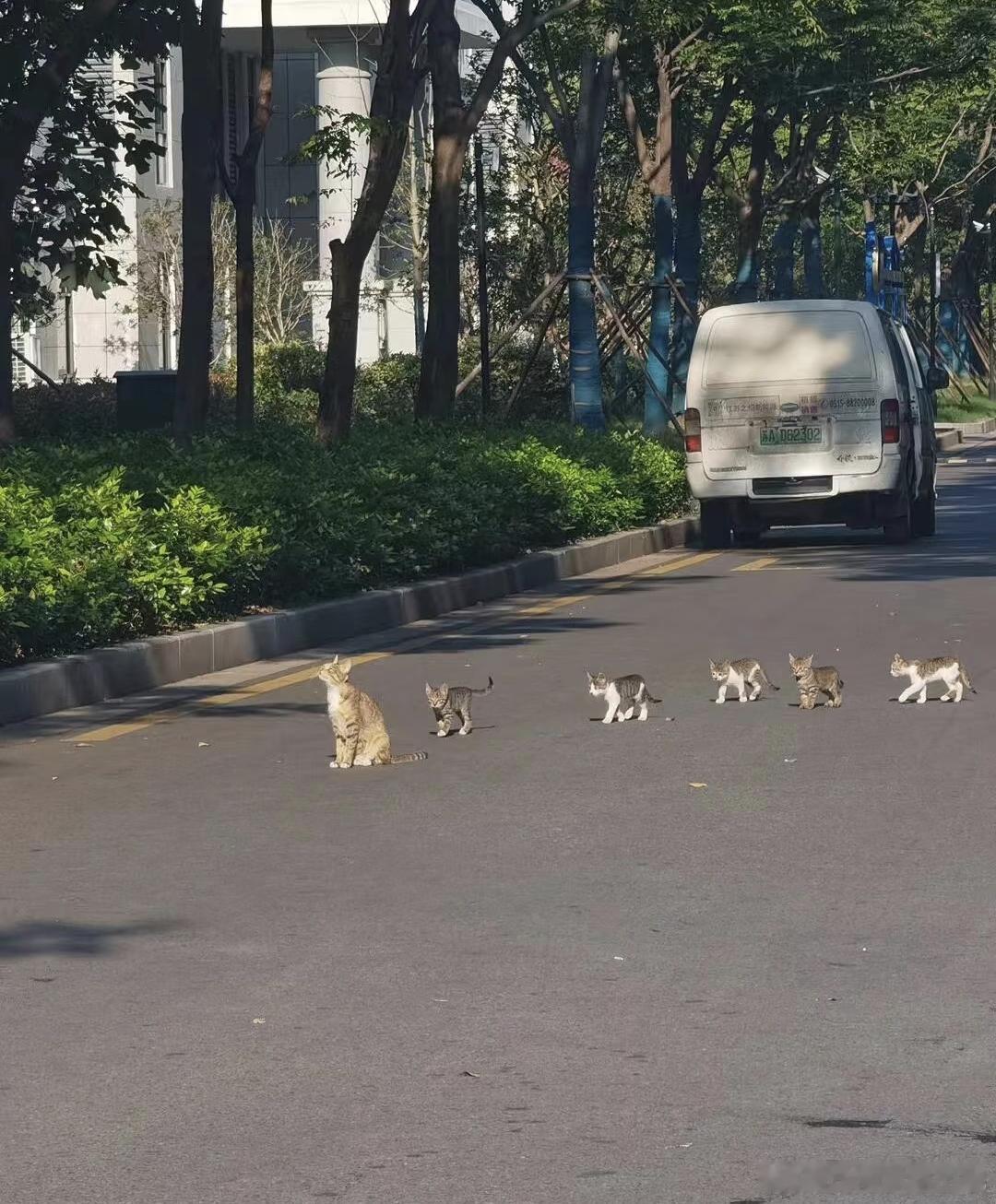 论猫咪对大学生毫无保留的信任​​​