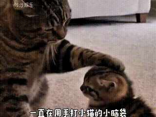 哎呀这个视频我翻来覆去看了好几遍，实在是太有意思了。猫爸爸没事就伸爪子拍打小猫的