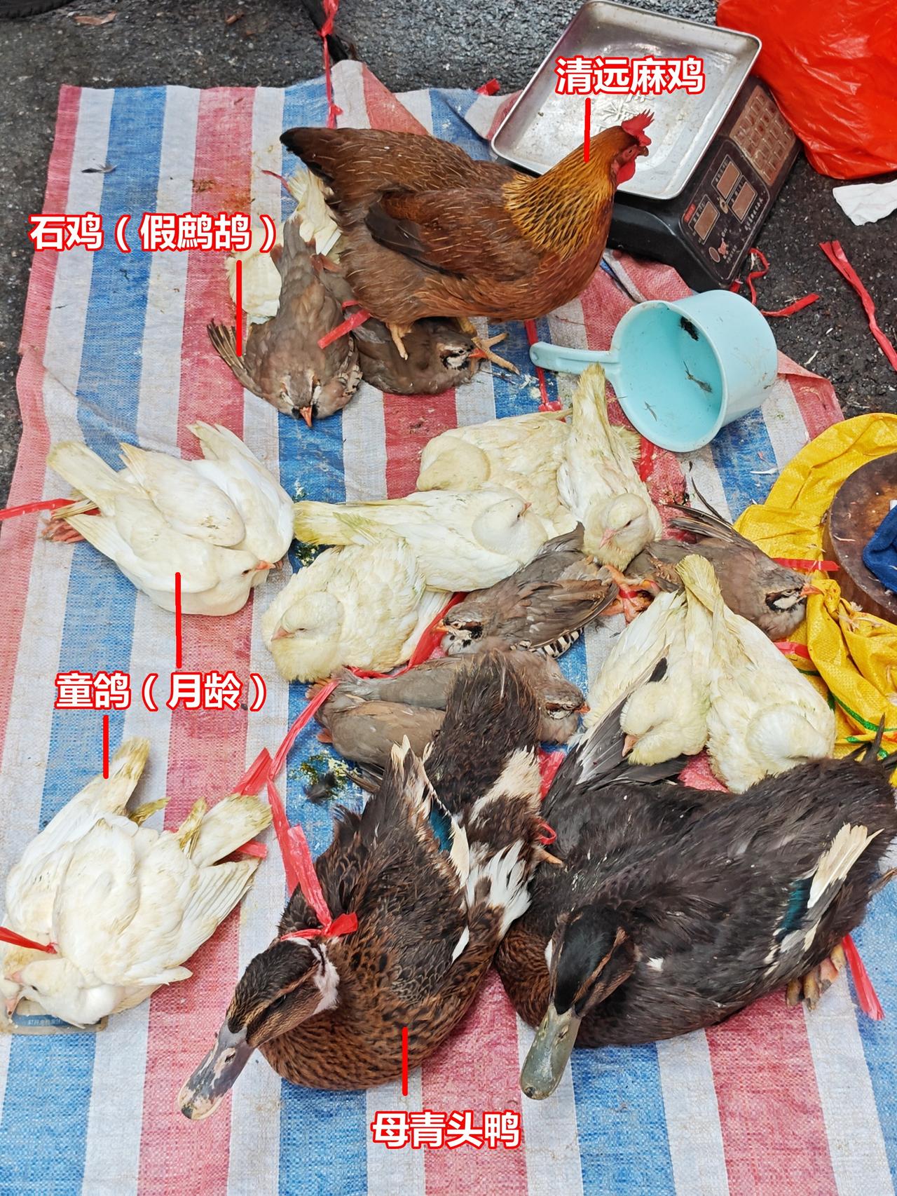 禽类集合：1、石鸡，养殖的，商品名“鹧鸪”，实际并非中华鹧鸪。2、清远麻鸡