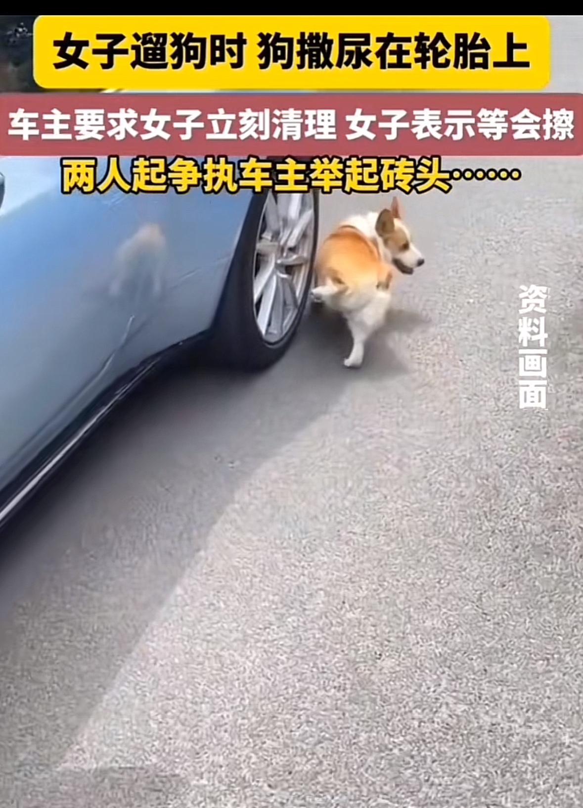 车主抡起砖头那一刻帅爆了！女子遛狗不牵绳，狗径直跑到车轮边去撒尿，车主愤怒不已，