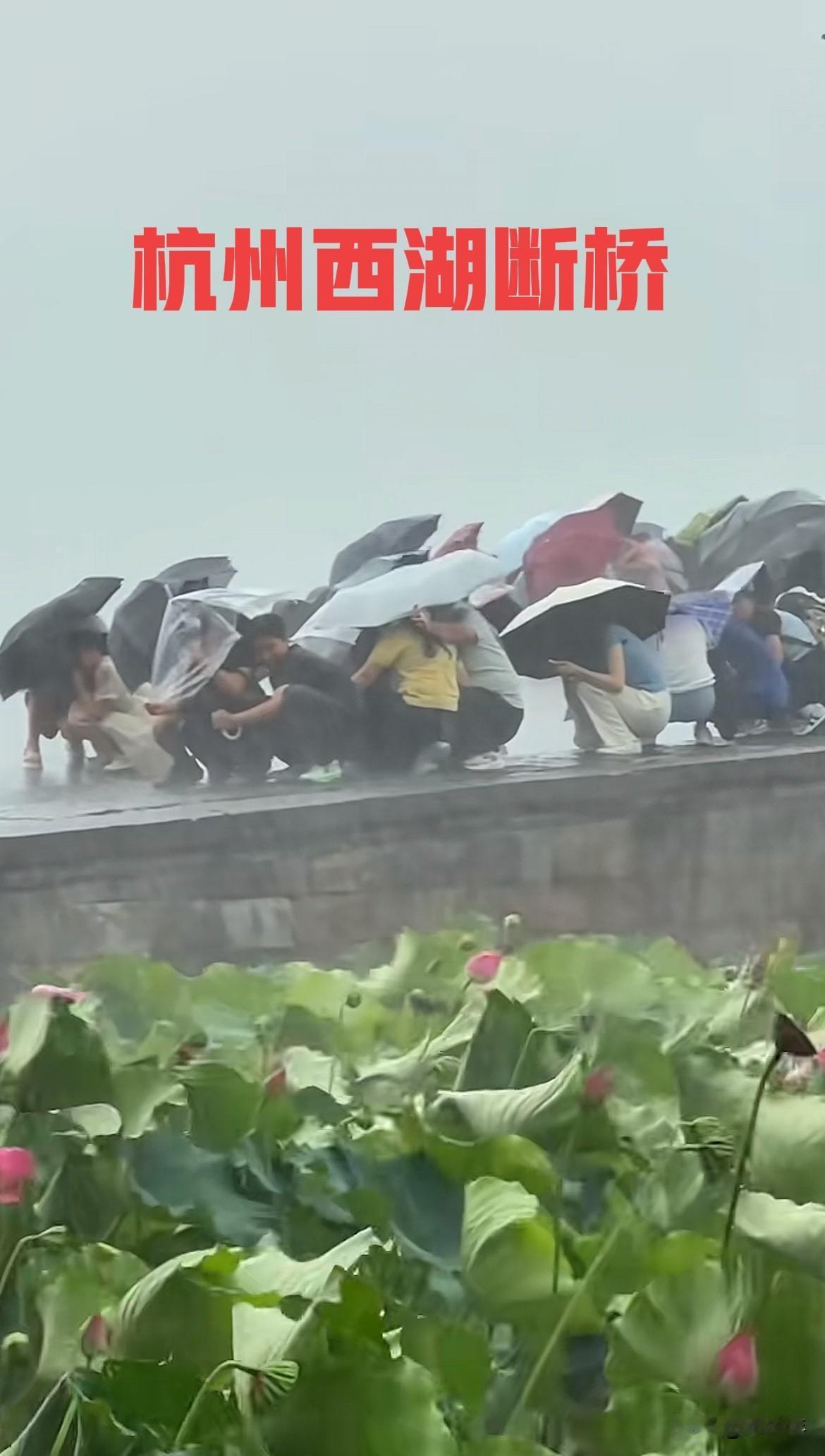 台风天去游西湖和爬黄山的人，你们是怎么想的？出门不看天气预报啊！晴天的西湖和黄山