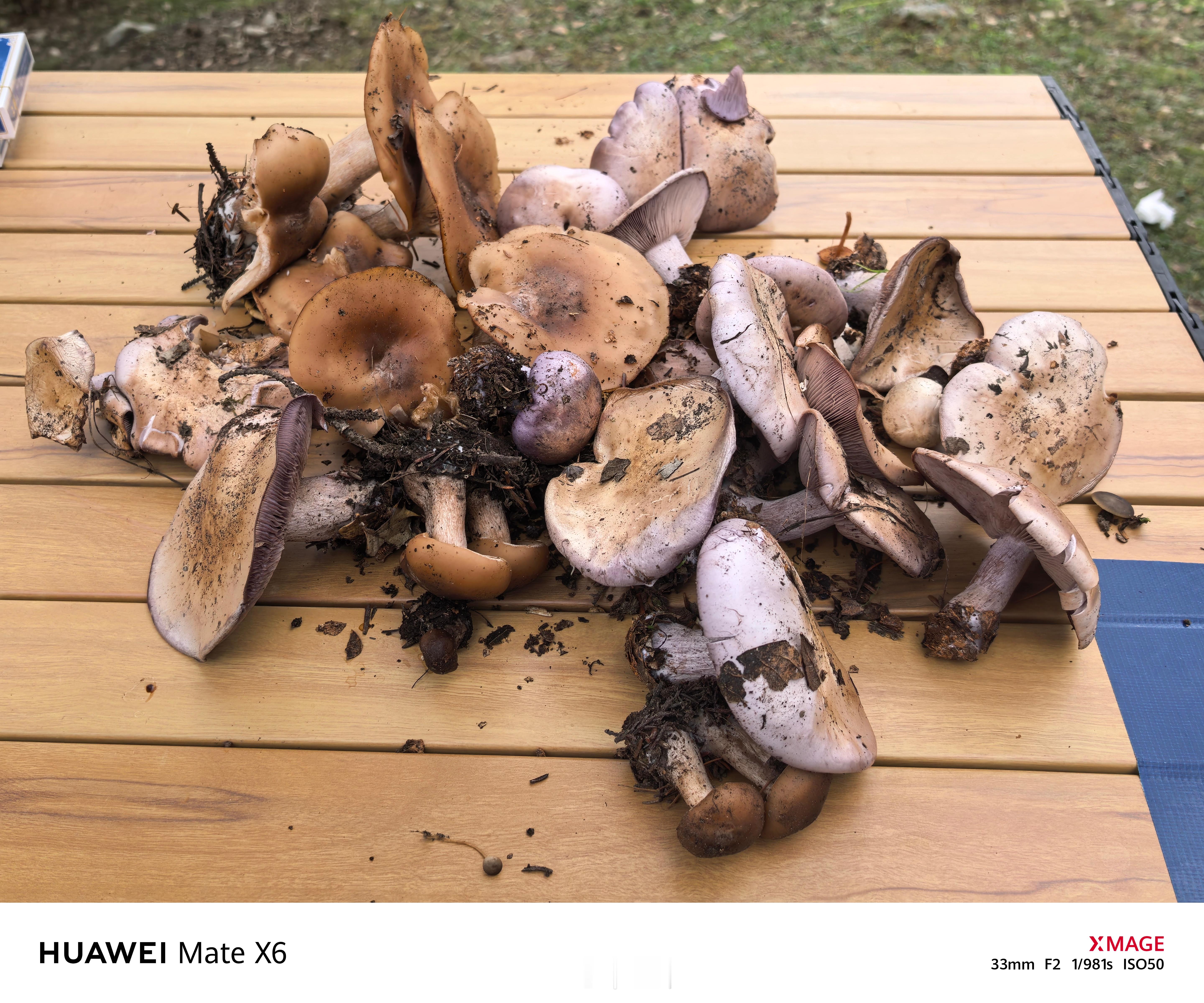 鲁朗山上摘的蘑菇🍄，有能吃的吗？​​​