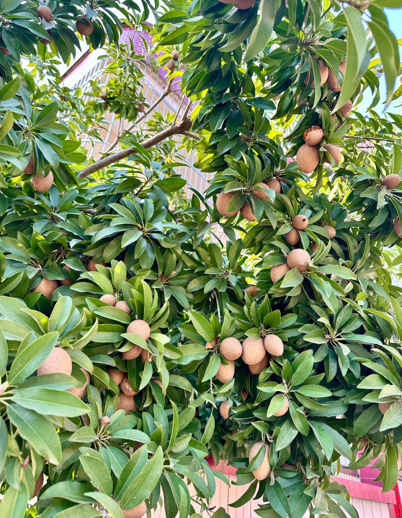 去了广东一趟，算是开了眼界，认识了好多新奇水果，人心果就是其中之一。人心